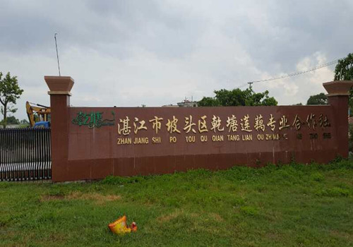 麗星藕粉粉絲粉條生產(chǎn)線已經(jīng)在湛江蓮藕合作社開(kāi)始工作了